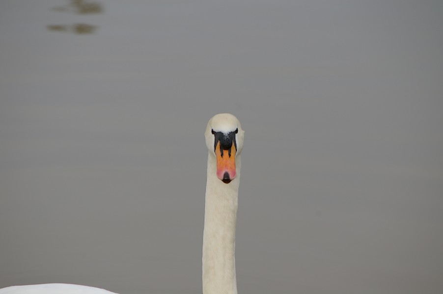 Les Oiseaux: Ecluse d evry 296